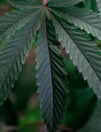 Crecimiento de marihuana: podas, tips, control plagas, nutrición.