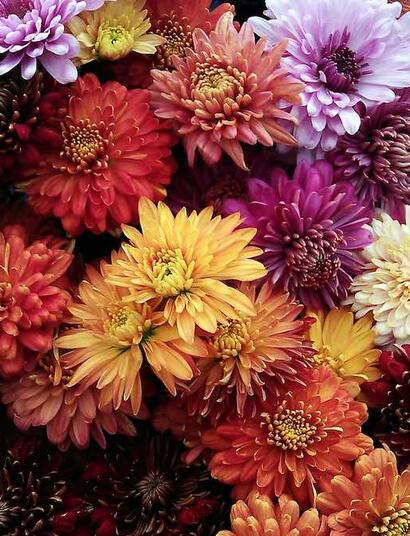 Piretrinas y cúrcuma: aliadas anti plagas de la marihuana.