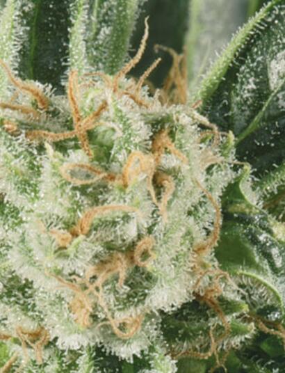 Prueba de Critical Jack con luz LED