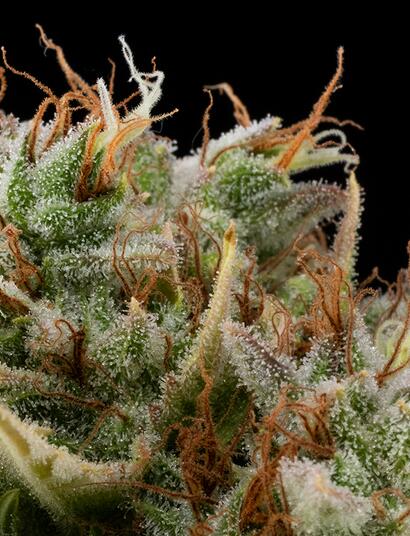 Classics Buddha Seeds: la colección de variedades míticas de cannabis que no te puedes perder