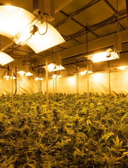 Reflectores-en-el-cultivo-de-cannabis