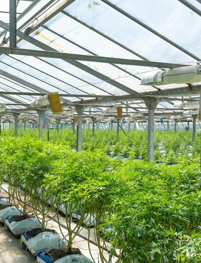 ¿Cultivo-de-exterior-o-cultivo-de-interior?