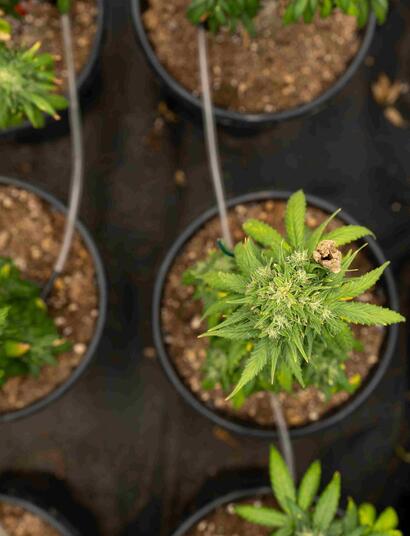 Legalisatie Duitsland kan Nederland geld opleveren