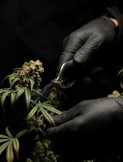 Orange CBD, how to breed a champion