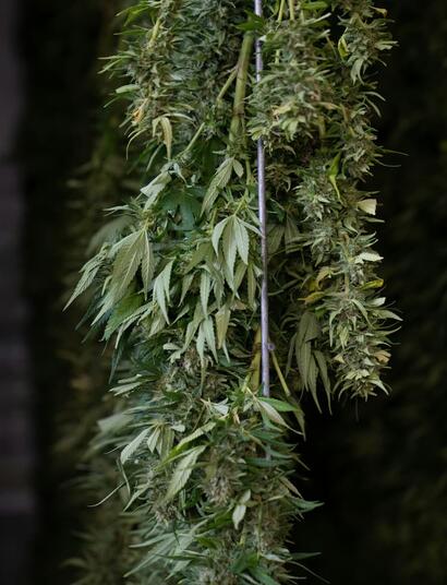 marihuana secándose 