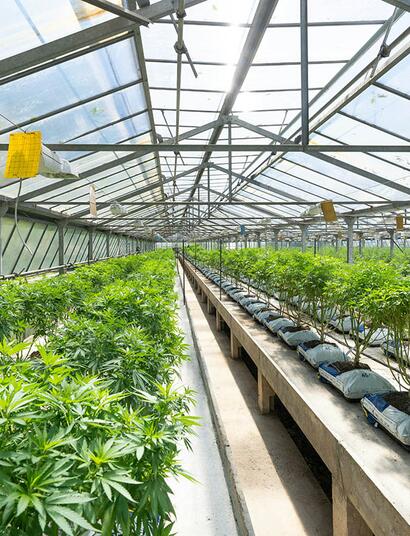 Svizzera: verso una nuova votazione sulla legalizzazione della cannabis?