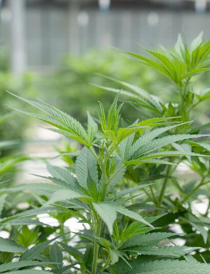 Uso-del-dióxido-de-carbono-en-el-cultivo-de-cannabis