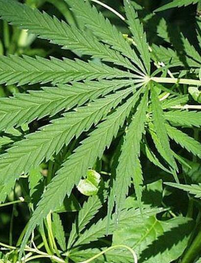 Glastuinbouwbedrijf in 'cannabis-coalitie'