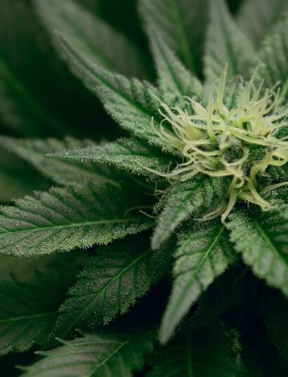 ¿Cuándo cortar las plantas de cannabis?