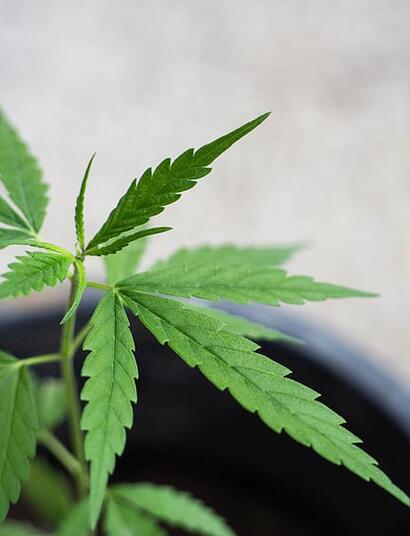 ¿Cuando hay que fertilizar la marihuana después de la germinación?
