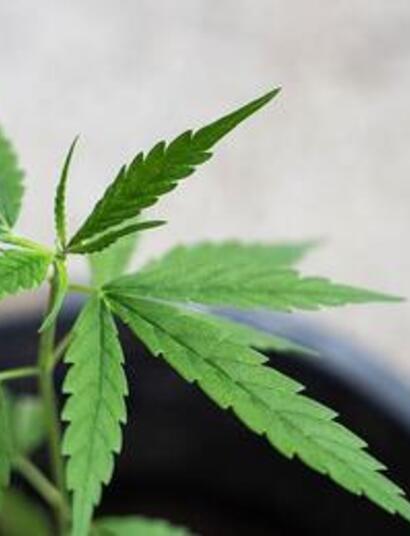 THC VAPES - the new trend in cannabis use