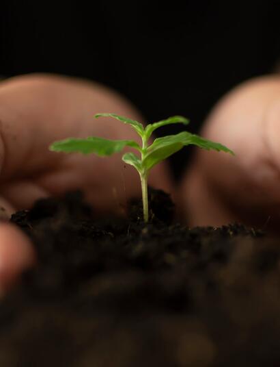 Cultiva tus propios sustratos