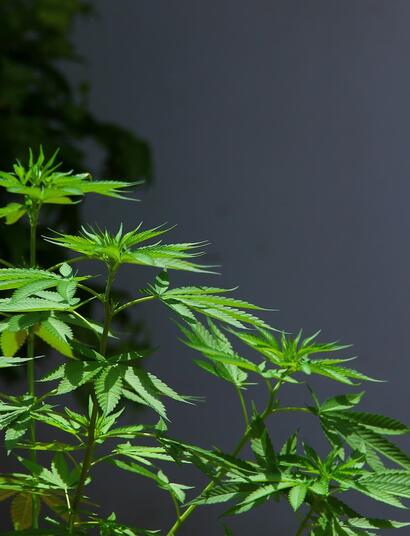 Cultivo de marihuana