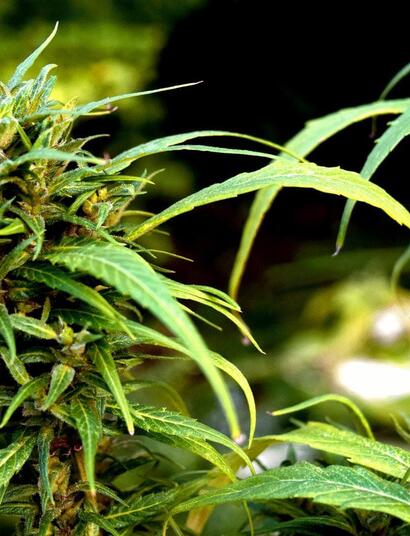 ¿Cómo cultivar marihuana en casa?