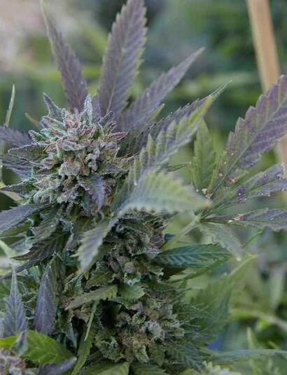 Cómo mantener el cultivo cannábico indoor en invierno. Foto: www.freepik.com.