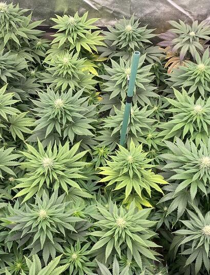 Cultivo de marihuana indoor en maceta pequeña.