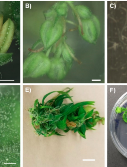 Reproducción in vitro e varias partes de la planta de cannabis. Foto: Monthony, A.S.; Page, S.R.; Hesami, M.; Jones, A.M.P. The Past, Present and Future of Cannabis sativa Tissue Culture. Plants 2021, 10, 185. https://doi.org/10.3390/plants10010185 Licencia: CC 4.0