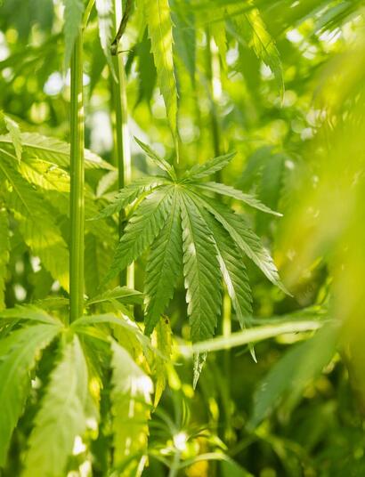 cultivo de cáñamo