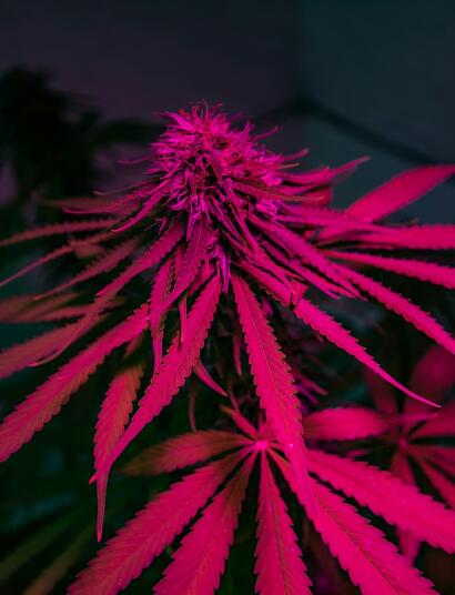 Cultivo indoor de cannabis bajo paneles LED