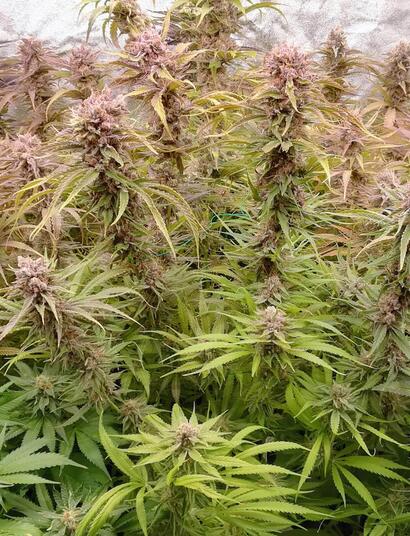 Cultivo con LEDs UVB: seguimiento y resultados