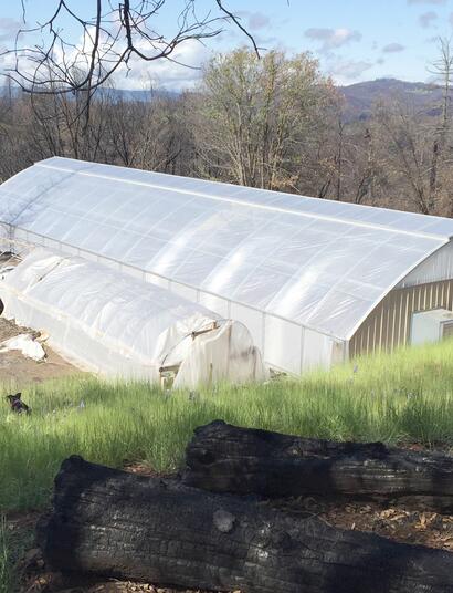 Cultivo-de-marihuana-en-invernadero-segunda parte-01