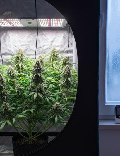 Guía de cultivo indoor en invierno con luces LED para eficiencia energética y control de clima.