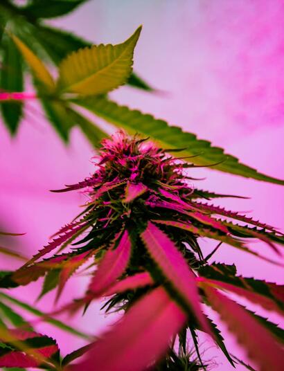 Cultivo de marihuana en casa con luces LED en un armario interior