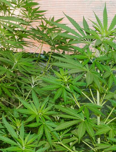 Cultivos de Marihuana