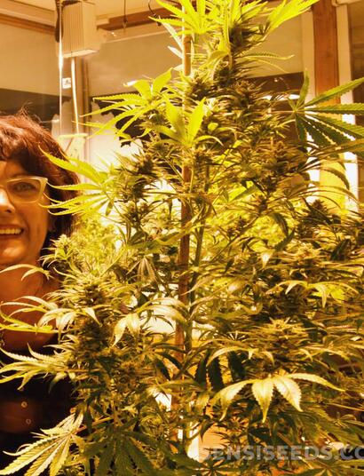 “DAGGA COUPLE” DEATH