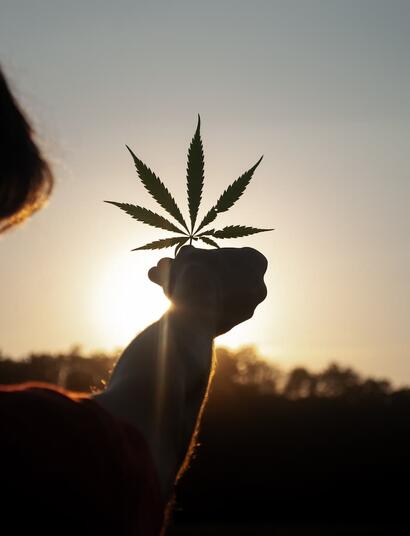 Pedazo-de-campaña-con-Growmed13