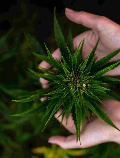 Outdoor Auto growing - boost your outdoor