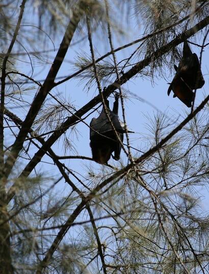 Death of two NY men linked to bat guano weed fertilizer