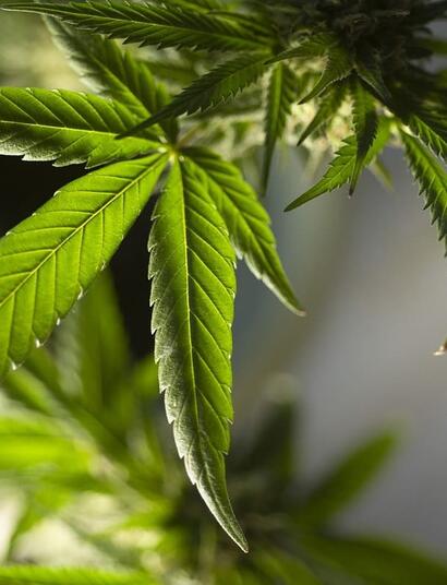 Delaware cannabis legal market 