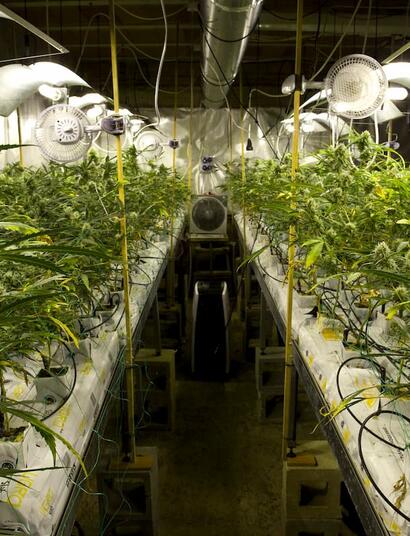 Deshumidificador eléctrico y equipo de ventilación funcionando en sala de marihuana indoor