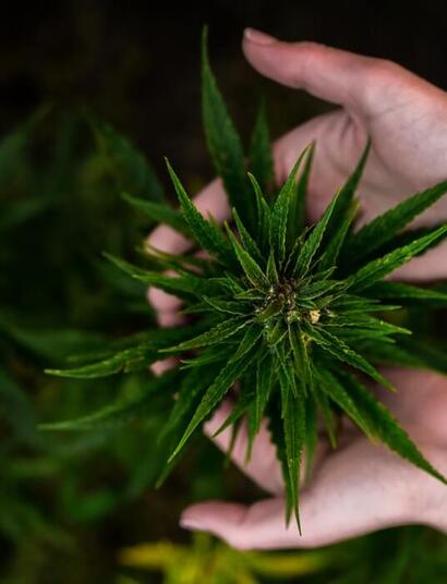 Chile y la despenalización del cannabis el panorama en 2012