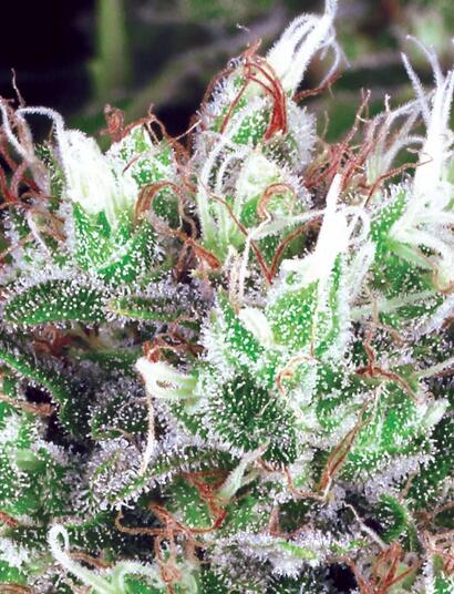 Die besten Sorten für Outdoor-Growing in extremer Umgebung