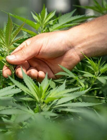 differences between THCA and THC