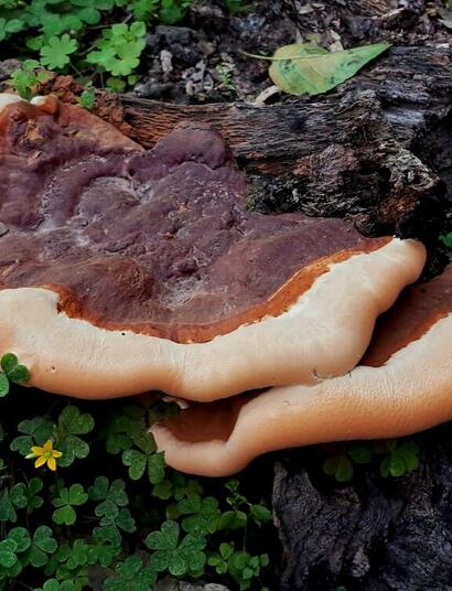 types of medicinal mushrooms 