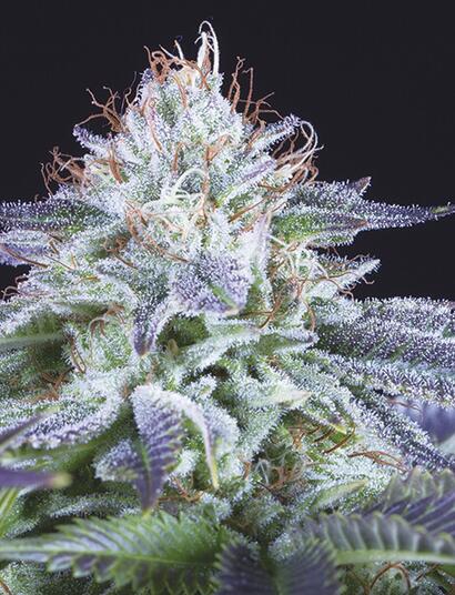 4 variedades CBD rich