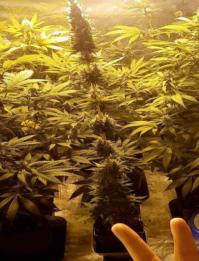 diritto cannabis terapeutica