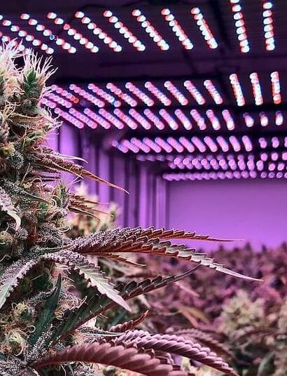 Distancias entre tipo de lámpara y planta de marihuana