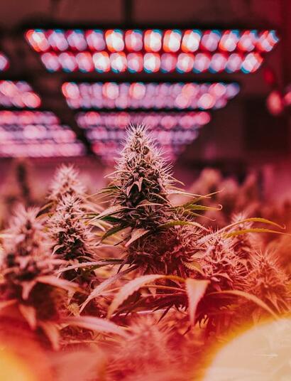 A major international review finds that cannabis commercialization—not decriminalization—is a key factor behind rising use, addiction, and mental health harms.