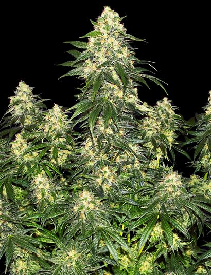 Dos hermanas voluptuosas