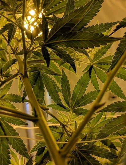 Los-Grows-responden:-AutocultivoShop