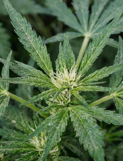 Dust in your grow room isn’t just a mess—it’s a threat to plant health and light efficiency. Learn how to manage air quality and protect your cannabis resin.