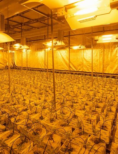 The overwhelming smell of cannabis has forced one Dutch company to invest a million into a new odor-control system in a bid to avoid a million-dollar fine. 