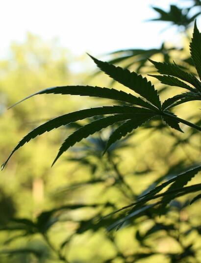 Learn how to grow autoflower cannabis discreetly in your backyard with practical tips on sunlight, pots, nutrients, odor control, and fast outdoor harvests.