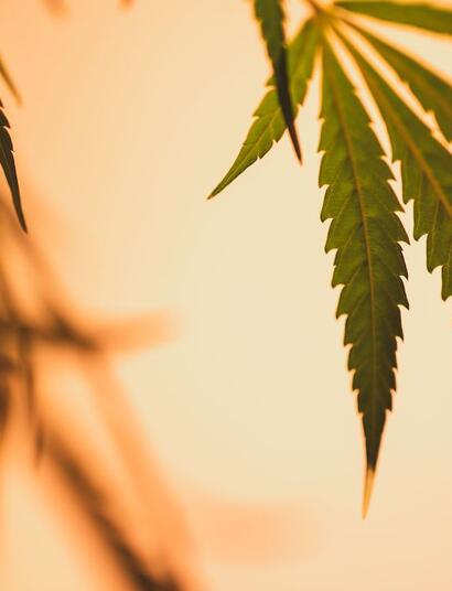 El efecto lupa en el cultivo de verano en la marihuana: un mito.
