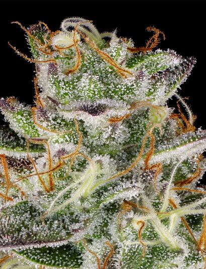 El Dorado OG: Seguimiento de cultivo