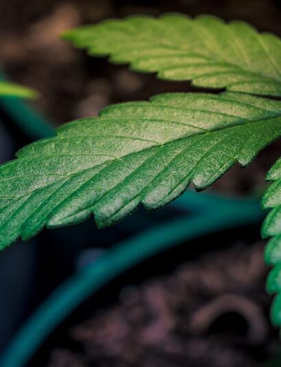 Eliminar olor a marihuana en indoor.